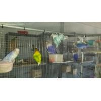 ราคา ขายเลิฟเบิดร์หลากสี (346722786)