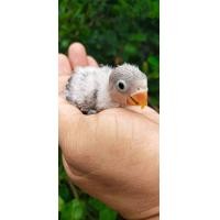 ราคา ลูกป้อนนกเลิฟเบิร์ดอียูวิงโอพาไล..อ่านรายละเอียดข้างล่างด้วยว่าทำไมถึงขายราคานี้ (354924271)