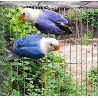 ราคา ขายนกเลิฟเบิร์ดโอพาไลพอสสปิทฟอโล่.. (356855832)