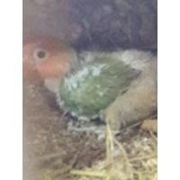 ราคา ขายลูกป้อนเลิฟเบิร์ดเชื่องๆๆมาก (มือหนึ่ง) (121609245)