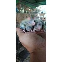 ราคา ลูกป้อนค๊อกคาเทลสีสวยๆ (347234317)