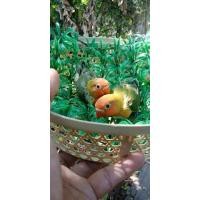 ราคา ขายลูกป้อนเลิฟเบิดร์สีเขียวหน้าส้มสวยๆ (343785462)