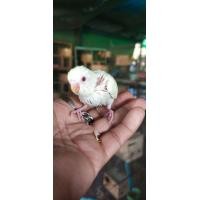 ราคา ลูกป้อนหงษ์หยกลูกผสมอังกฤษกับฮอลเเลน์ดาเเดง (352606157)