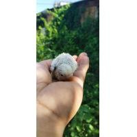 ราคา ขายลูกป้อนนกเลิฟเบิร์ดสีม่วงฟ้าขาว (353541397)