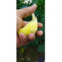 ราคา ขายลูกป้อนนกหงส์หยก (352798653)