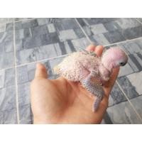 ราคา นกซันคอนัวร์ (358536674)