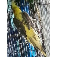 ราคา ขายนกค๊อกคาเทลสวยๆนกผู้เมียพร้อมทำสุดๆไข่เเทบจะหลุดตูนกเเล้ว.lนกสีสวยๆจร้า (122708538)