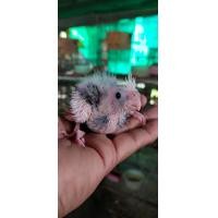 ราคา ลูกป้อนค๊อกคาเทลไวท์เฟสสปิทฟอโล่ (354021169)