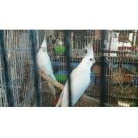 ราคา ขายค๊อกคาเทลอัลปิโน่.จับคู่กันเเล้วพร้อมทำสุดๆๆสวยๆๆ (122737502)