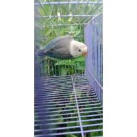ราคา นกเลิฟเบิดร์อียูวิงปากขาวeuwing (346855184)