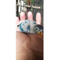 ราคา ลูกป้อนนกเลิฟเบิร์ด (356549222)