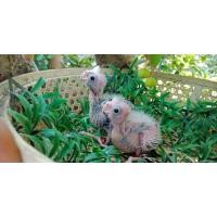 ราคา ขายลูกค๊อกคาเทลไวท์เฟส..ลูกผสมระหว่างไวท์กับอัลปิโน่(ขาวตาเเดง) (346245885)