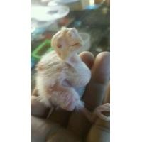 ราคา ขายลูกป้อนค๊อกคาเทลอัลปิโน่ขาวตาเเดงสวยๆ (126242392)