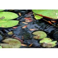 ราคา ปลาหางนกยูง ราชินีแห่งบ่อ เลี้ยงง่าย สวยหางใหญ่ ทนแข็งแรง เป็นปลาเกรดเอ คัดเกรด ราคาย่อมเยาว์ (129524924)