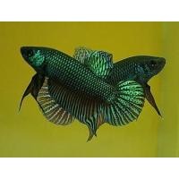 ราคา หากคุณหา ปลากัดหม้อสายพันธ์ุเก่ง กัดเก่ง ทน อึด หนังเกร็ด หนา ลูกหม้อมาเลย. เกรด เอ จากฟราม์ปลากัด (129397996)