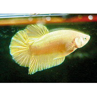 ราคา ปลากัดสายสวยงาม ปลากัดแฟนตาซี เหมาะเป็นพ่อพันธ์ และเลี้ยงสวยงาม สำหรับนักสะสมปลาสวยงามฟราม์ปลากัดสวยงามเรา (128896428)