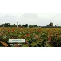 ราคา กล้ายูคาเนื้อเยื่อ ต้นกระดาษ k7 (138544538)