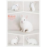 ราคา กระต่ายแคระแท้ กระต่ายNDแท้ สีขาวตาฟ้า เพศเมีย (360225712)