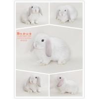 ราคา กระต่าย HL แท้ กระต่ายฮอลแลนด์ลอปแท้ สีฟรอสตี้ สีเทาอ่อน (360225639)