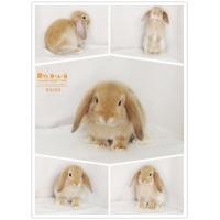 ราคา กระต่าย HL แท้ กระต่ายฮอลแลนด์ลอปแท้ Holland Lop แท้ สีส้ม เพศเมีย (360225242)