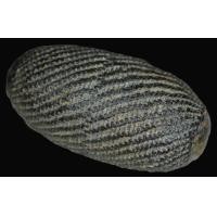 ราคา ตะกรุดโทน 3 k หลวงพ่อโพธิ์ วัดวังหมาเน่า จ.พิจิตร ลงรักเชือกหุ้มเก่า ไม่ผ่านการใช้งาน โตขนาด 2.0 นิ้ว ยาว 4.0 นิ้ว (AB744) (มือสอง) (355295677)