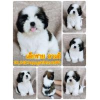 ราคา ชิสุแท้ (359355803)