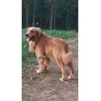 ราคา รับผสมพันธุ์โกลเด้นรีทรีฟเวอร์ (354864270)