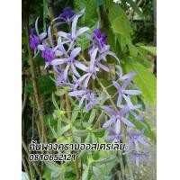 ราคา ต้นพวงครามออสเตรเลีย (มือหนึ่ง) (352851511)