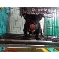 ราคา สุนัขพันธุ์อเมริกันบูลลี่ (360236354)