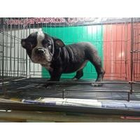 ราคา สุนัขพันธุ์อเมริกันบูลลี่ (360236387)