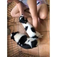 ราคา พ่อพันธุ์ชิวาว่า รับผสม (มือสอง) (138117226)