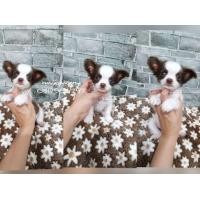 ราคา ด่วนชิวาวา​ ขนยาว เพศผู้ สีขาวช็อค มาร์คสวยๆ​หัวกลมใหญ่ ขาสั้น​ ๆ รูปทรงสวยๆ (359362073)