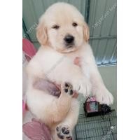 ราคา โกลเด้นผู้ 2 เมีย 3 (359363597)