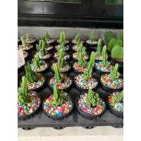 ราคา คอนโดนางฟ้า กระบองเพชร ปราสาทนางฟ้า (มือหนึ่ง) (359126323)