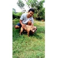 ราคา รับผสมพันธุ์เฟร้นบลูด็อก (352041927)