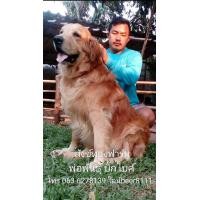ราคา รับผสมพันธุ์โกลเด้นรีทรีฟเวอร์ (352041761)
