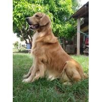 ราคา รับผสมพันธุ์โกลเด้นรีทรีฟเวอร์ (352041718)