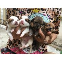 ราคา ปอมผสมชิวาว่า (358220591)
