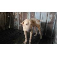 ราคา ฟรี สุนัขเพศผู้ไทยหลังอานเเท้ ร่าเริง ขี้เล่น (360151363)