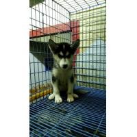 ราคา ลูกไซบีเรียฮักกี้วัย3เดือนพร้อมส่งถึงบ้าน (359356390)