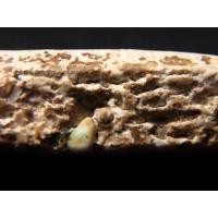 ราคา สมเด็จวัดระฆัง องค์ลุงพุฒ หลังกระดาน แก่ปูนเปลือกหอย AA15871111 (มือสอง) (126806362)