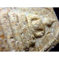 ราคา สมเด็จวัดระฆัง พิมพ์โบราณ เนื้อสวยมาก AA991904 (มือสอง) (340462218)