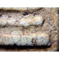 ราคา สมเด็จวัดระฆัง พิมพ์โบราณ สวยมาก AA169986001 (มือสอง) (130714167)