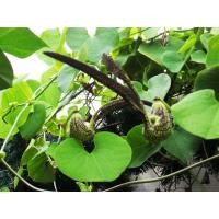 ราคา ต้นว่านไก่ฟ้าพญาลอ (มือหนึ่ง) (335126868)