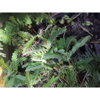 ราคา ต้นมะขามหวานชมพูแบบเพาะเมล็ด (มือหนึ่ง) (336289415)