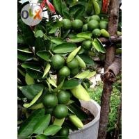 ราคา จำหน่าย กิ่งพันธุ์มะนาว แป้นสายหยุด และ แป้นพิจิตร1 (มือหนึ่ง) (104219435)