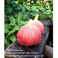 ราคา จำหน่าย พันธุ์มะเดื่อฝรั่ง (Fig) (มือหนึ่ง) (125773801)