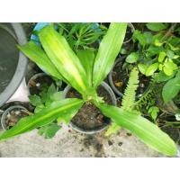 ราคา ต้นวาสนา (มือหนึ่ง) (334348676)