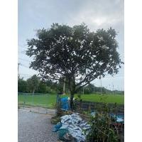 ราคา ขายต้นลีลาวดีขาวพวง (มือสอง) (358960399)