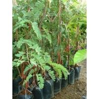 ราคา ต้นมะขาม ต้นกล้ามะขาม (มือหนึ่ง) (132241459)